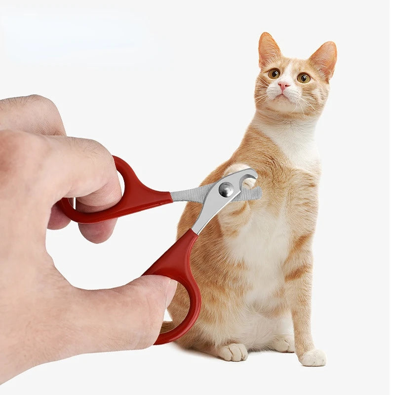 A hand is holding professional pet nail clippers and trimmers next to an orange tabby cat.