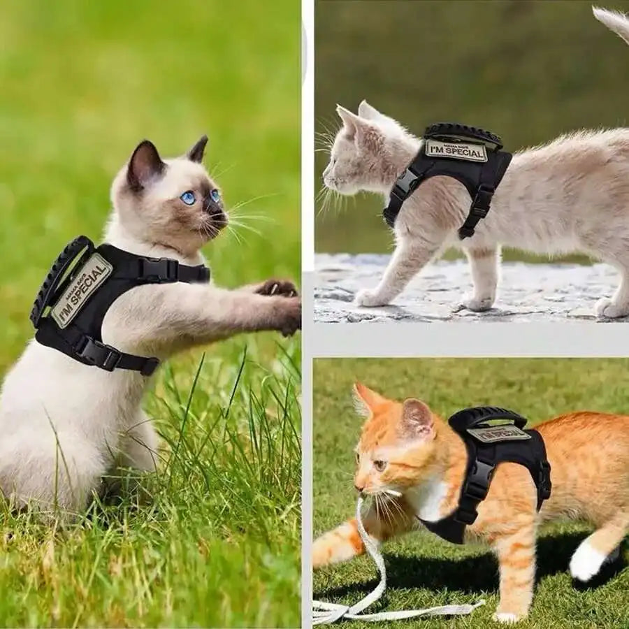 A light gray cat wearing a black mesh harness with an 'I'm Special' tag in a grassy outdoor setting.