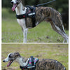 A dog wearing a black service dog harness is standing in a grassy outdoor setting.