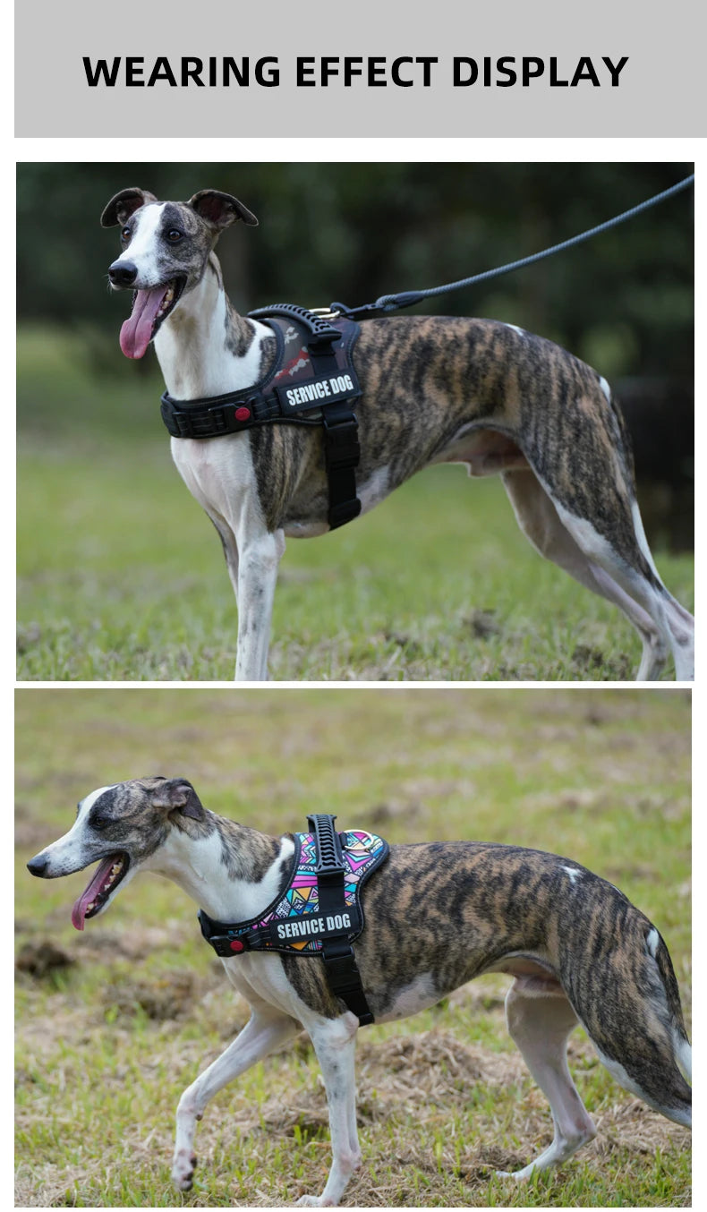 A dog wearing a black service dog harness is standing in a grassy outdoor setting.