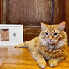 An orange tabby cat lying on a wooden floor in front of a framed paw print keepsake.