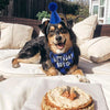 Un chien joyeux portant un chapeau de fête bleu et un bandana d'anniversaire, assis sur des coussins extérieurs avec un gâtea