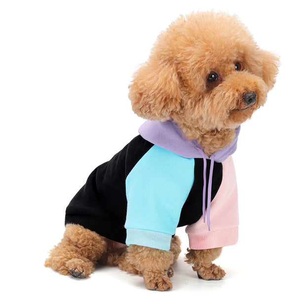A fluffy, light brown dog wearing a multi-colored hoodie with black and pink accents.