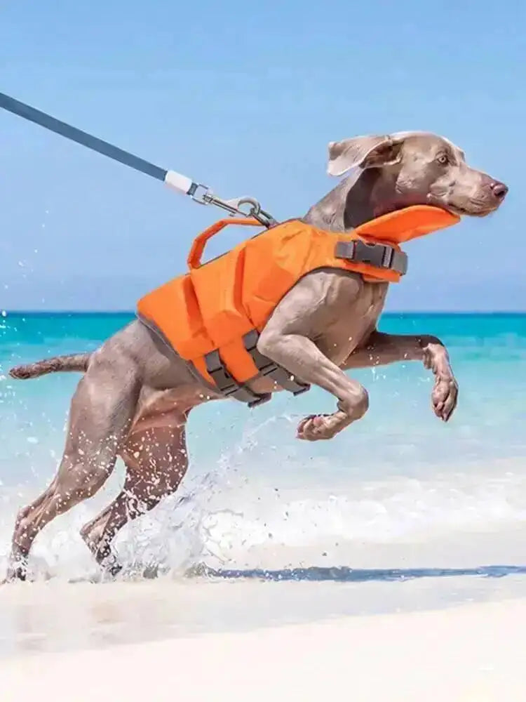 A dog wearing an orange life jacket jumps in the ocean water near a sandy beach.