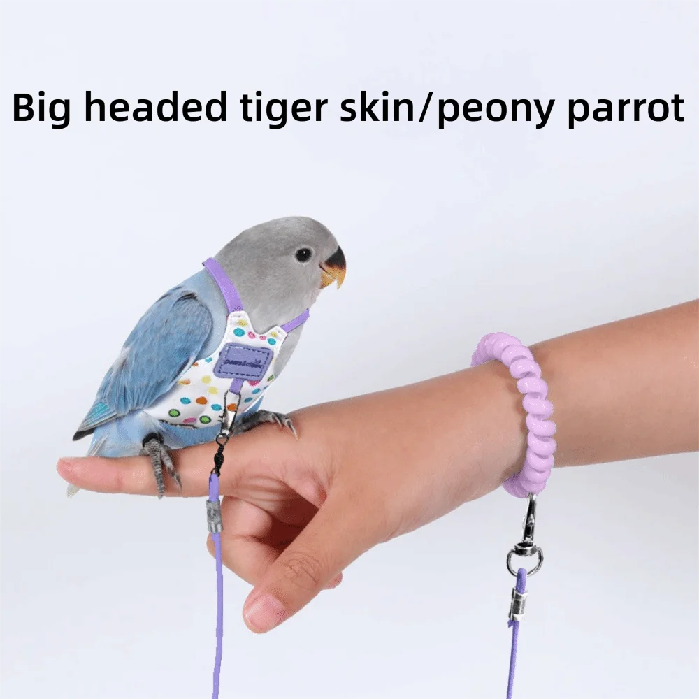Un petit perroquet gris portant un harnais de vol violet dans la main d'une personne.