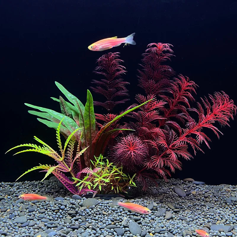 Arrangement d'une plante aquatique rouge vif avec un petit poisson orange sur un substrat de gravier.