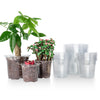 A collection of clear plastic nursery pots with drainage holes containing small pink flowering plants.