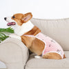 Ein braun-weißes Französische Bulldoggen mit pinker, verstellbarer Tragegurte auf einem beigen Sofa.