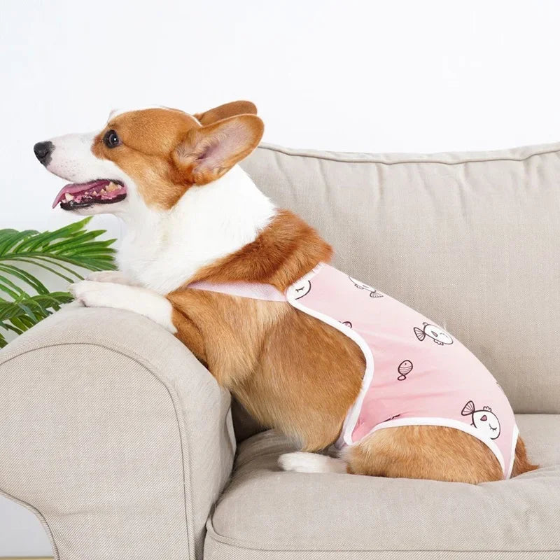 Ein braun-weißes Französische Bulldoggen mit pinker, verstellbarer Tragegurte auf einem beigen Sofa.