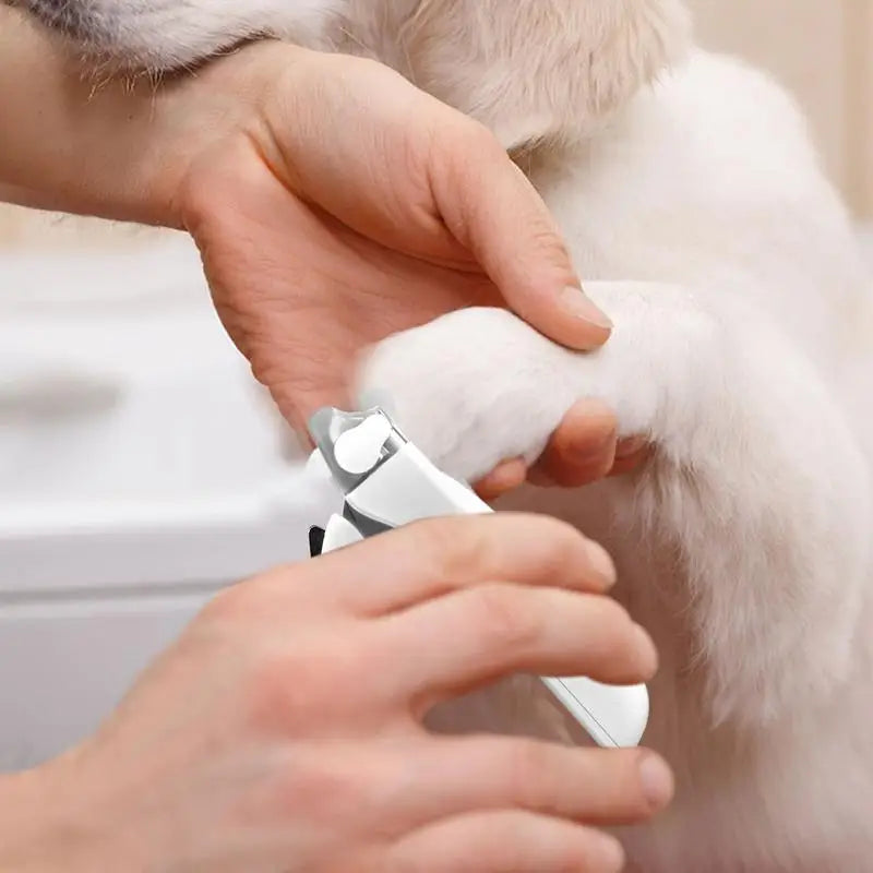 Hands are using professional LED pet nail clippers to trim the nails of a light-colored pet.
