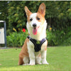 A happy Shiba Inu dog wearing a black mesh harness with green accents sitting on green grass.