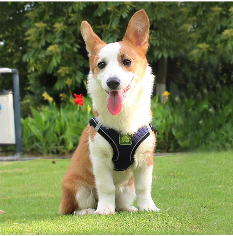 A happy Shiba Inu dog wearing a black mesh harness with green accents sitting on green grass.