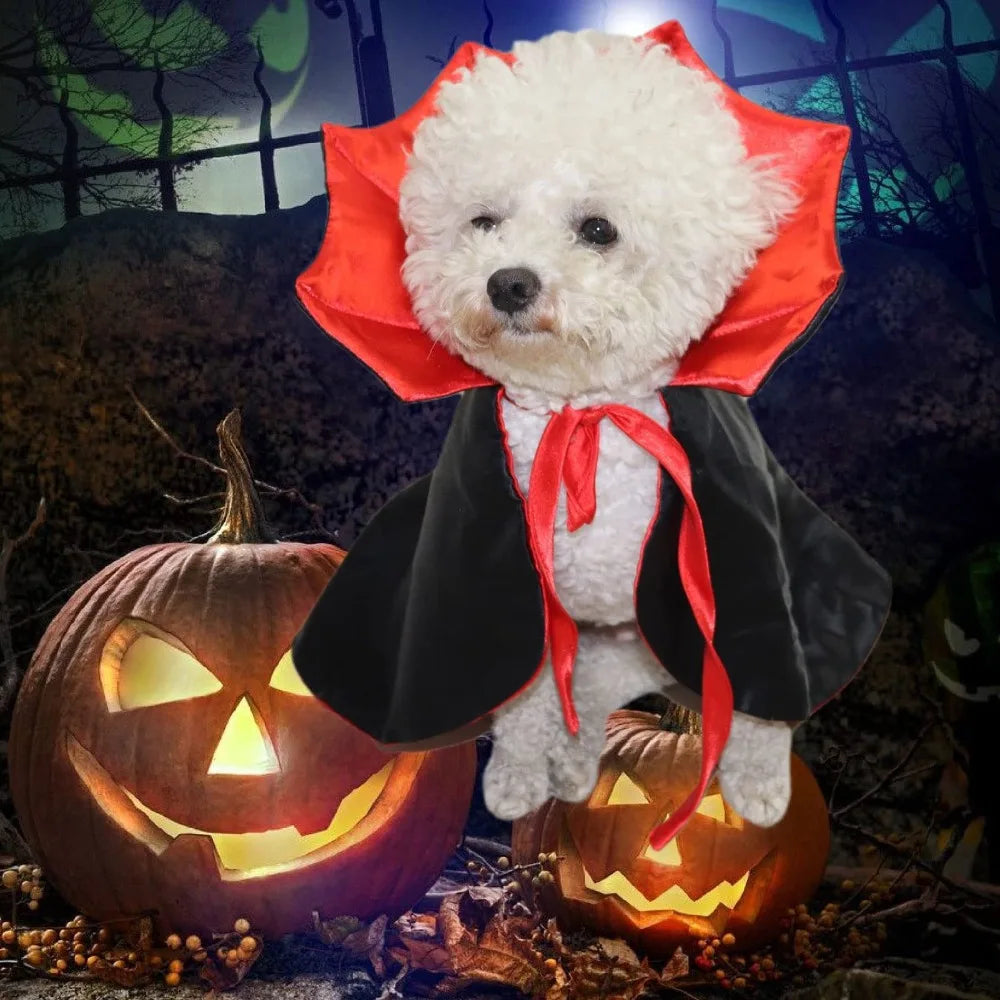 A white poodle wearing an adjustable red vampire cape with a black cloak, sitting in front of carved pumpkins.
