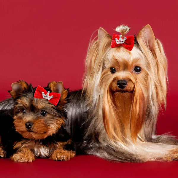 A fluffy golden-colored dog with long hair is shown next to a smaller brown and black dog, both wearing red glitter hair clip