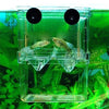 Un aquarium transparent d'isolement pour la reproduction contenant un guppy.