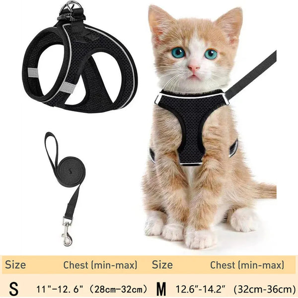 A small orange tabby kitten wearing a black adjustable pet harness and leash set.