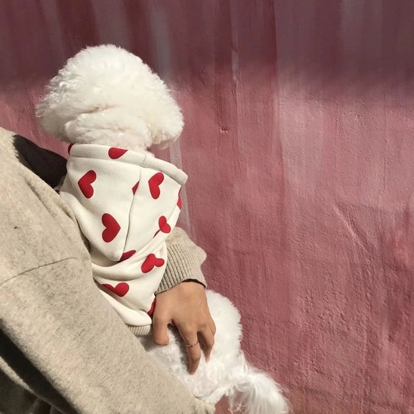 A fluffy white teddy bear wearing a heart-print hoodie is being held by a person against a pink background.