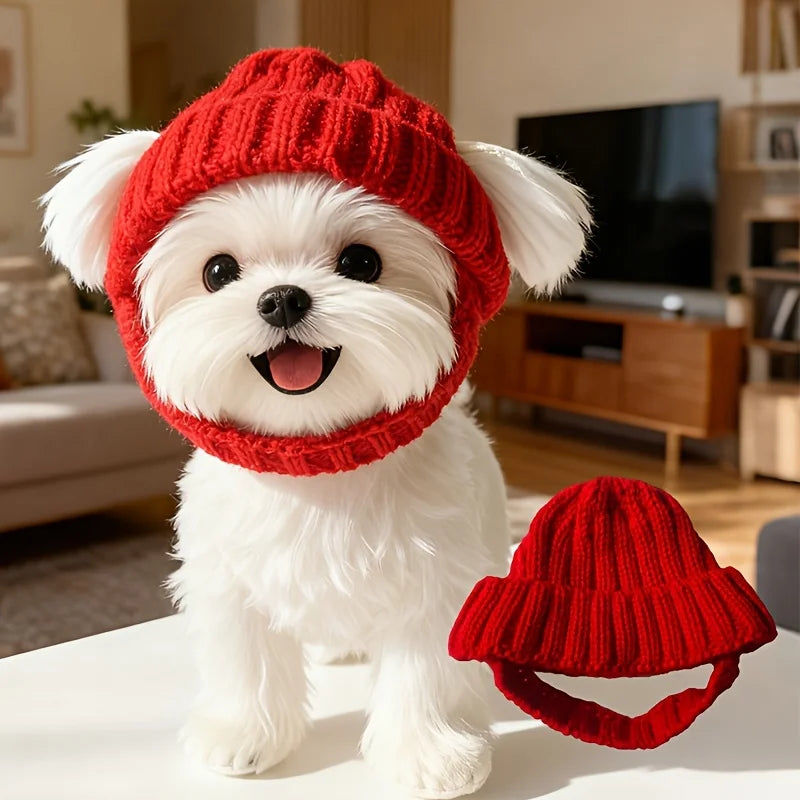 A white dog wearing a red knit beanie hat and a matching red knitted dog collar.