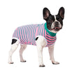 A black and white dog wearing a pink and green striped recovery suit.