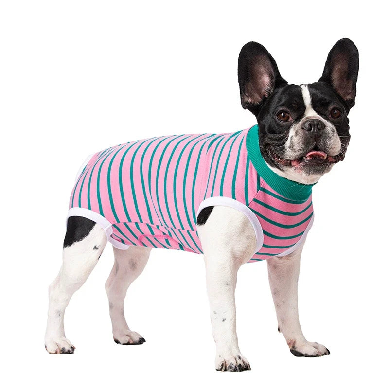 A black and white dog wearing a pink and green striped recovery suit.