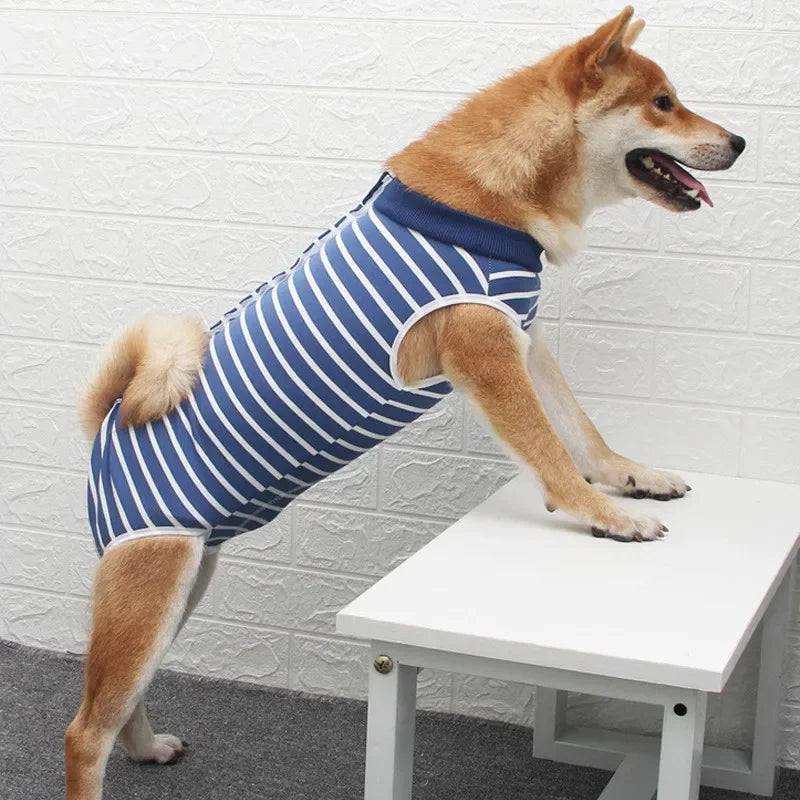 A light brown dog wearing a blue and white striped breathable recovery suit standing on a white table.