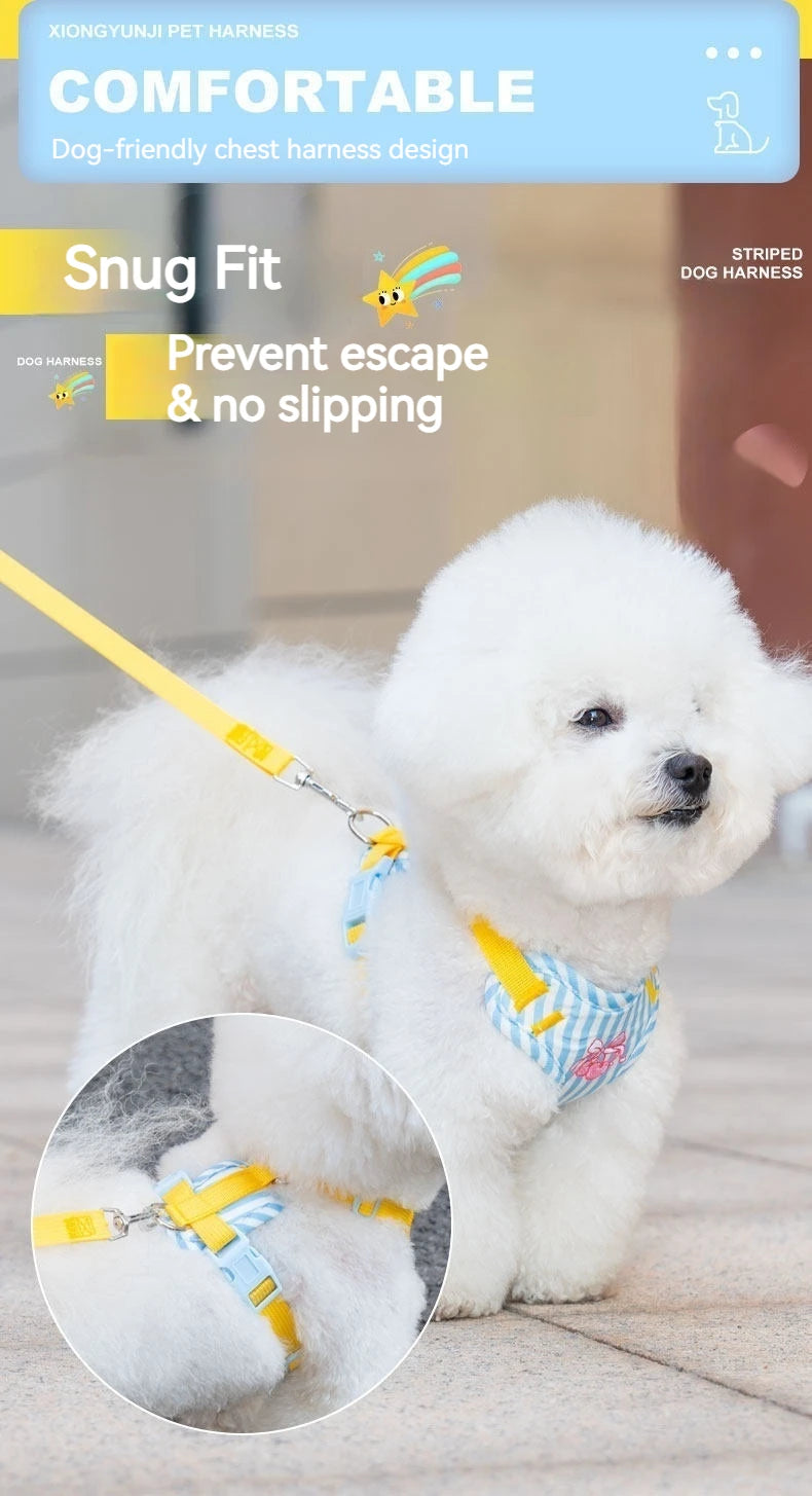 A white poodle wearing a yellow striped dog harness and leash set.