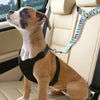 A light brown dog is sitting in a beige car seat with a black harness and a colorful leash.