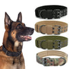 A brown German Shepherd wearing a tactical nylon dog collar with a metal buckle.