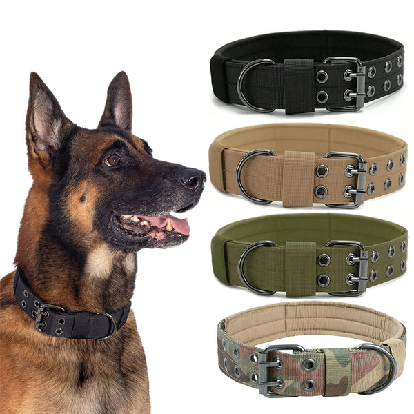 A brown German Shepherd wearing a tactical nylon dog collar with a metal buckle.