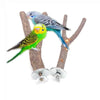 Deux oiseaux bleus et verts perchés sur un perchoir et jouet à ronger en bois naturel.