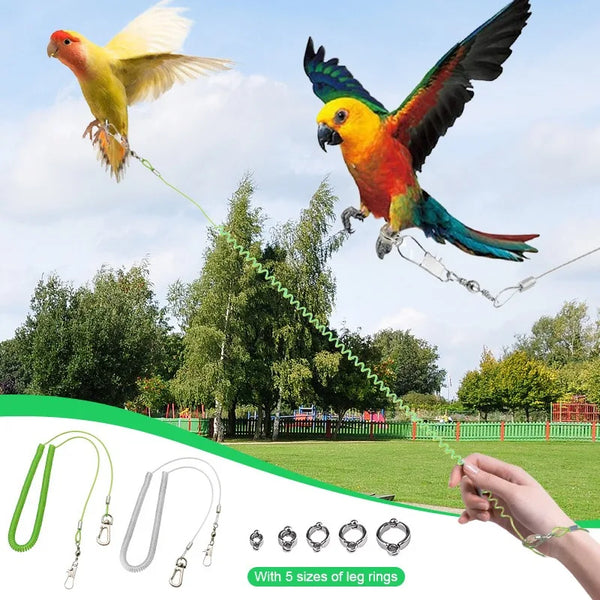 طاووس نابض بالحياة في الجو مربوط بحزام وحبل طيران مع حلقات أرجل بأحجام مختلفة
