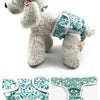 A light gray poodle wearing a reusable female dog physiological panty with a floral pattern.