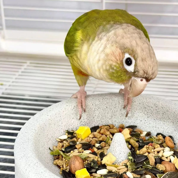 A green parrot is perched above a white bowl filled with seeds and nuts, demonstrating the anti-tip feeder bowl.