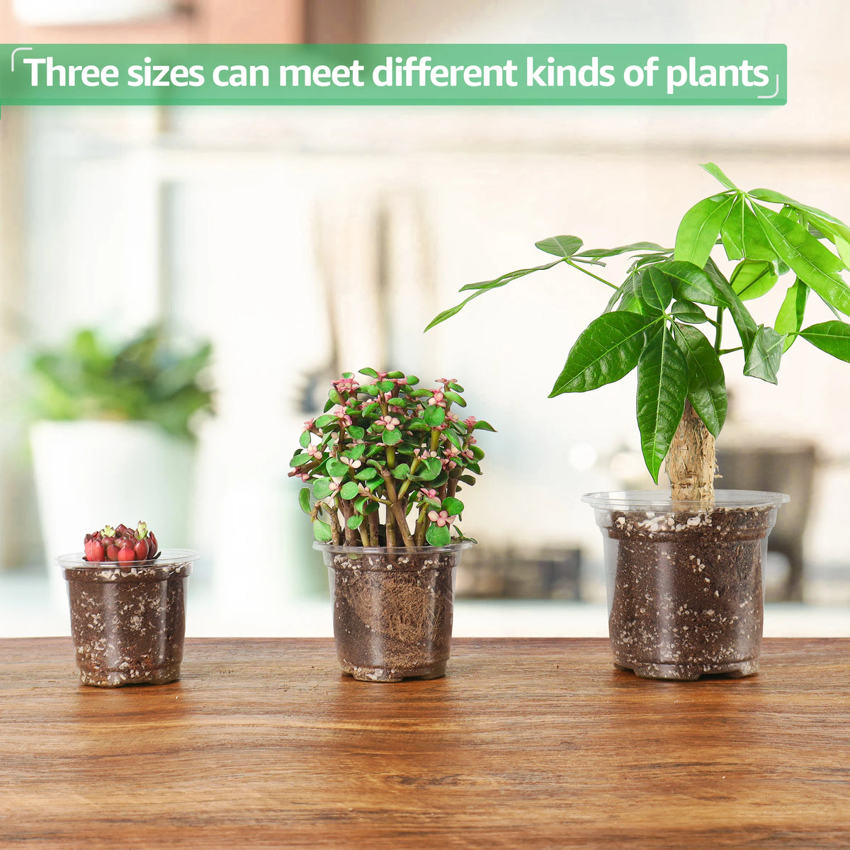 Three sizes of clear plastic nursery pots containing different kinds of plants on a wooden table.