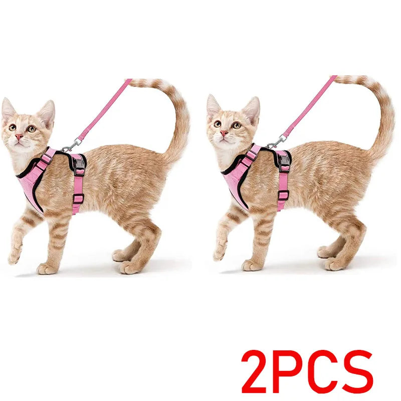 Zwei orange tabby Kätzchen mit rosa, verstellbaren Halsbändern und Leinen