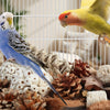 Un perroquet bleu et gris est perché sur une boîte en bois remplie d'aliments naturels comme des cônes de pin et des graines.