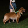 A golden retriever wearing a green LED dog harness with reflective strips outdoors at night.