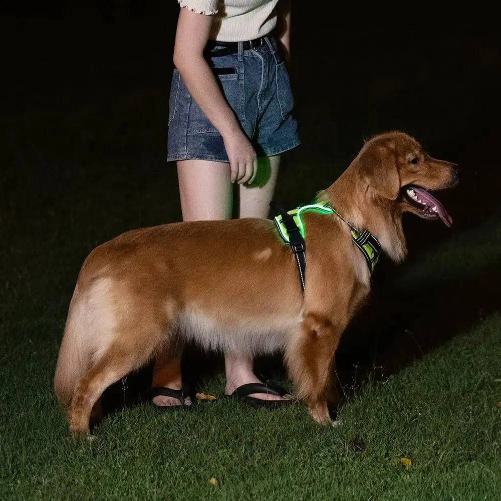 A golden retriever wearing a green LED dog harness with reflective strips outdoors at night.