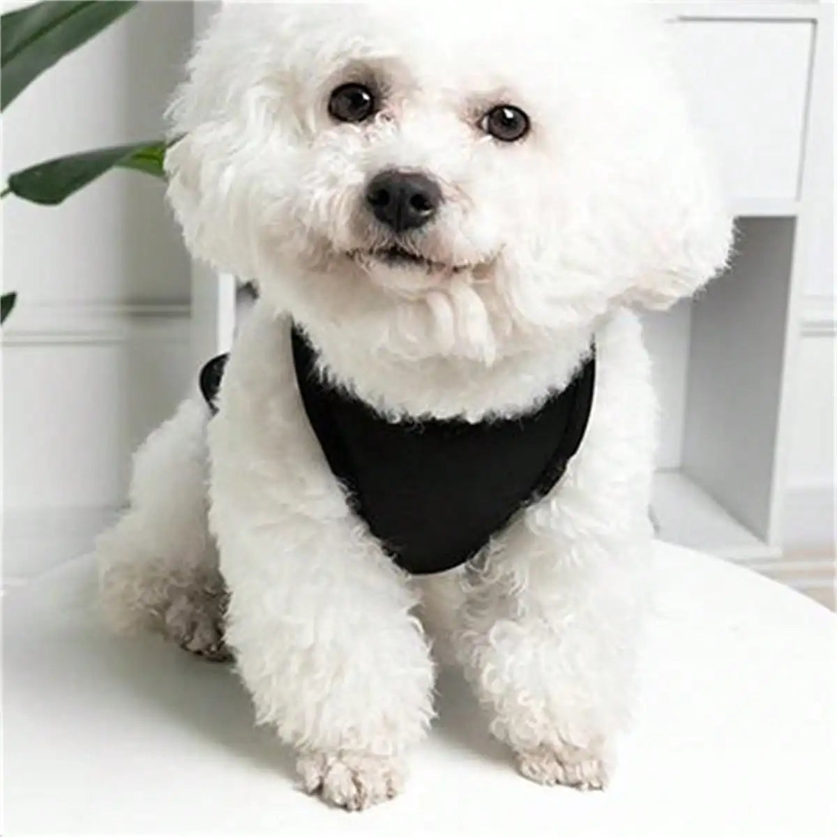 A fluffy white dog wearing a black vest sitting on a white surface.