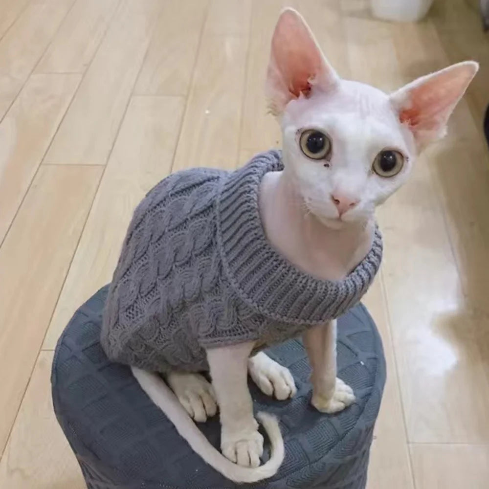 Weiße Sphynx-Katze mit grauem Strickpullover sitzt auf dunkler Oberfläche.