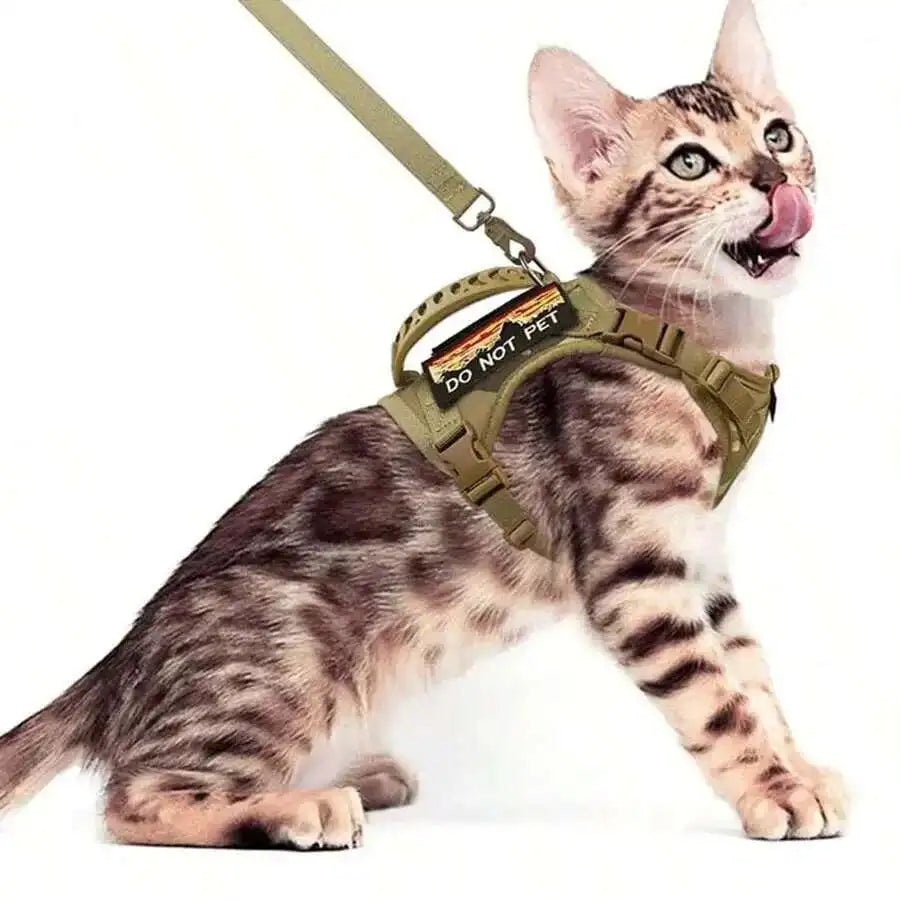 A tabby cat wearing a green mesh harness with a leash, looking at the camera.