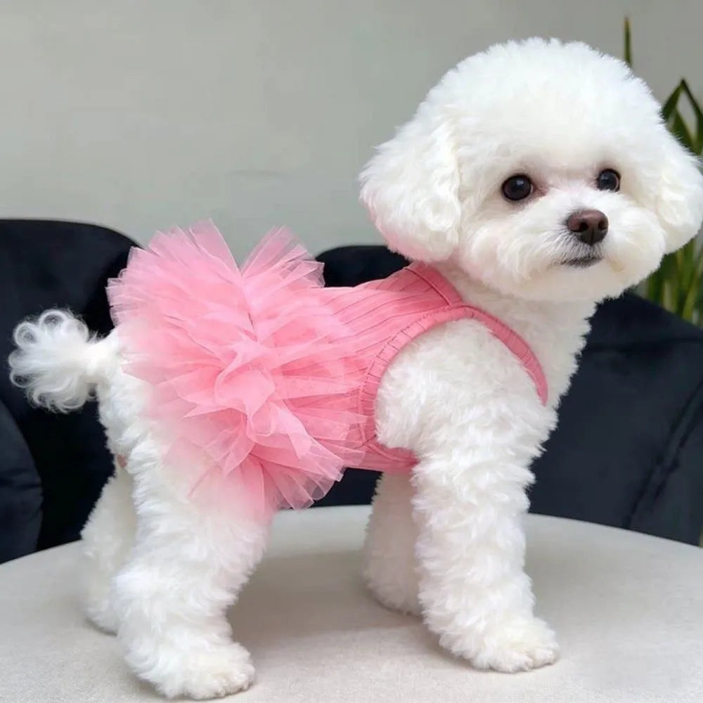 Ein weißer Pudel in einem rosa Tüllkleid auf einer weißen Oberfläche.