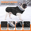 A fawn-colored French Bulldog wearing a black dog coat designed for snow and water protection.