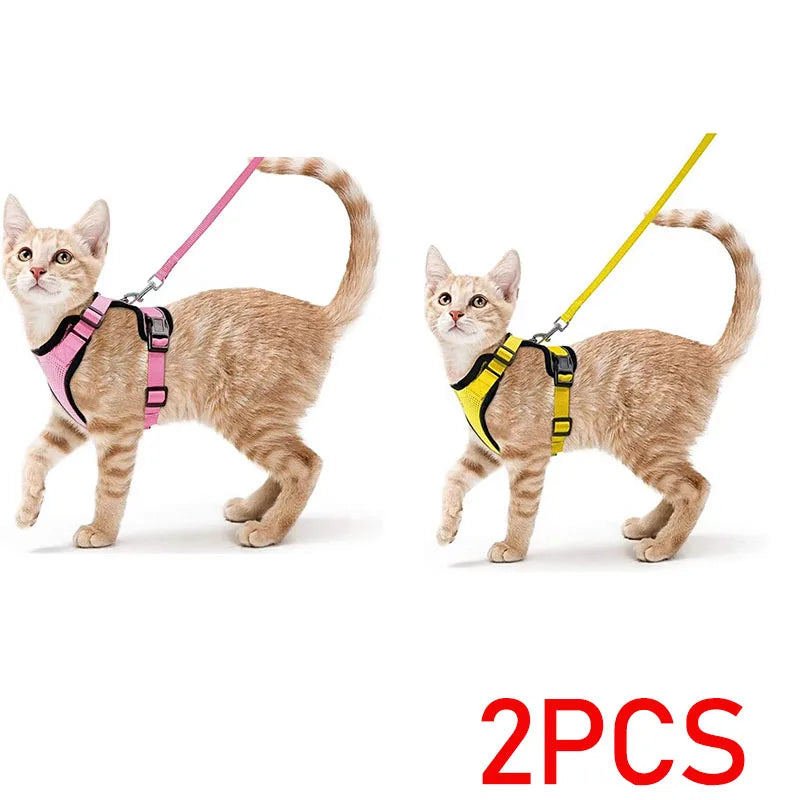 Zwei orange tabby Kitten tragen rosa und gelbe verstellbare Halfter mit Leinen