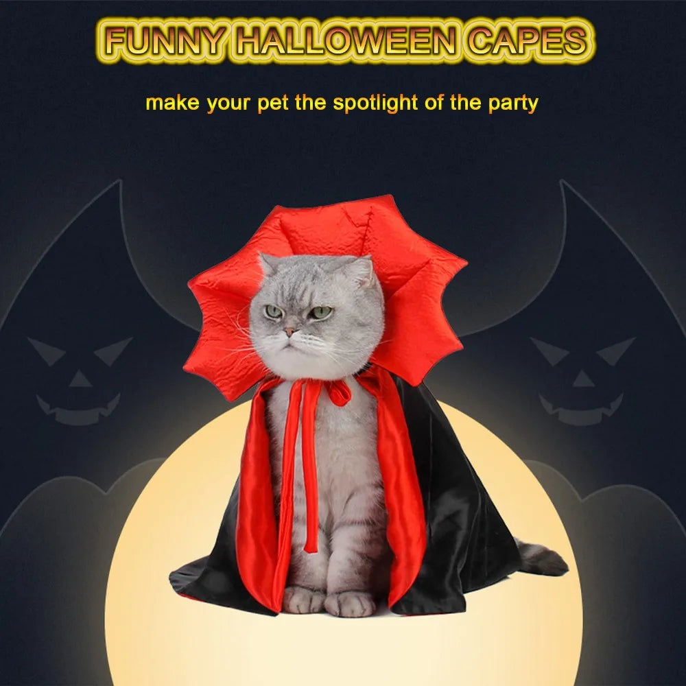 A fluffy gray cat wearing a red vampire cape with black fabric, featured in a funny Halloween costume.