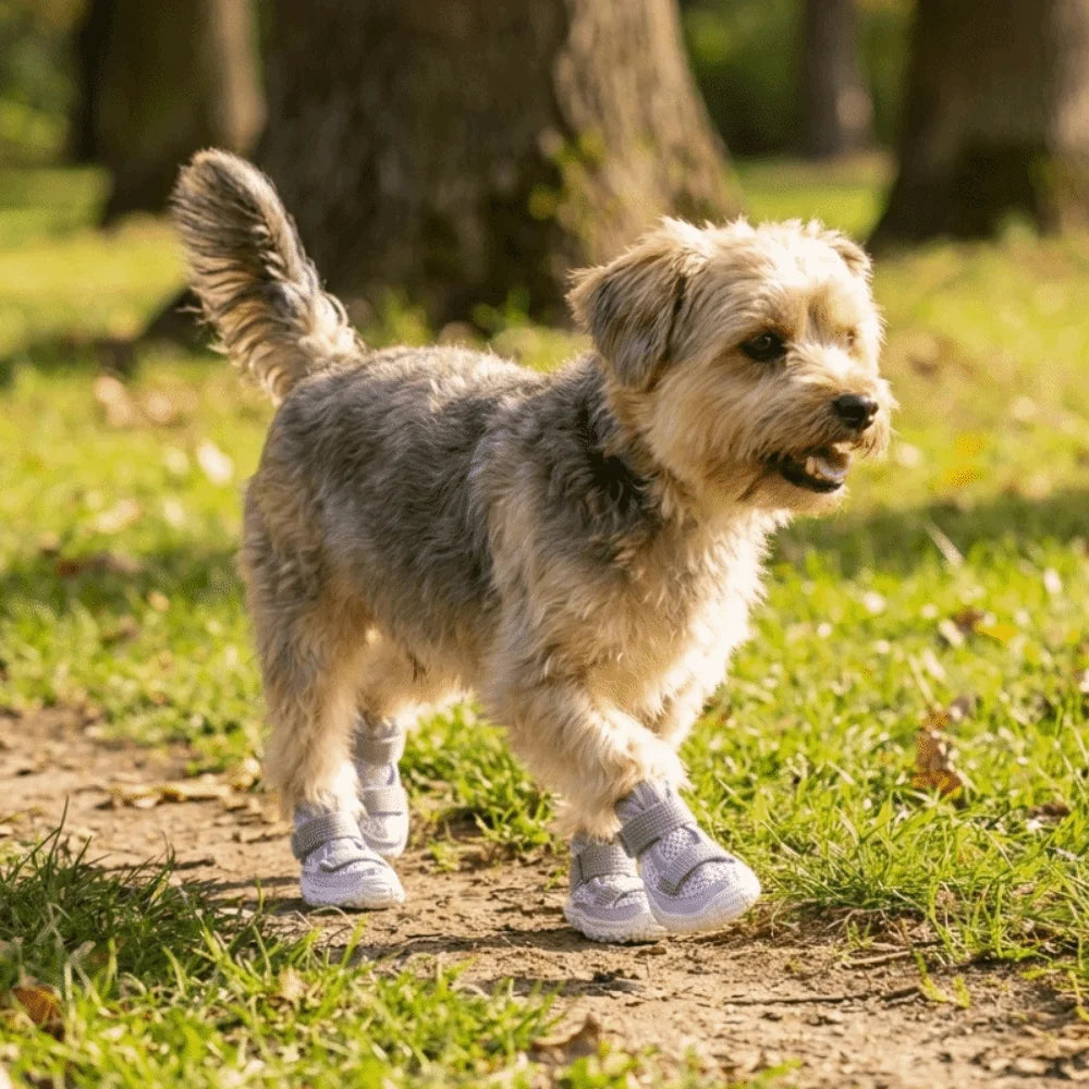 A light-colored dog is standing on a dirt path in a grassy park, wearing anti-slip shoes.
