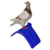 A gray pigeon with a red eye standing on a blue plastic bird rest stand.