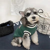 Un chien gris et blanc duveteux portant un pull vert, assis sur une surface sombre.