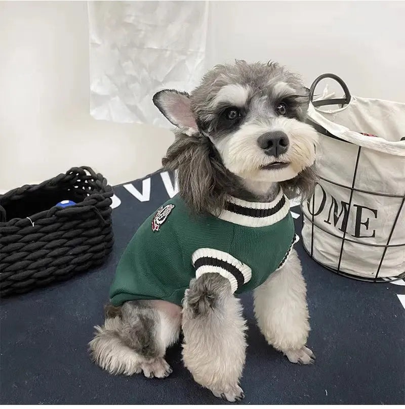 Un chien gris et blanc duveteux portant un pull vert, assis sur une surface sombre.