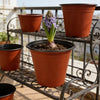 A set of terracotta nursery pots containing various plants and seedlings displayed on a black metal rack.